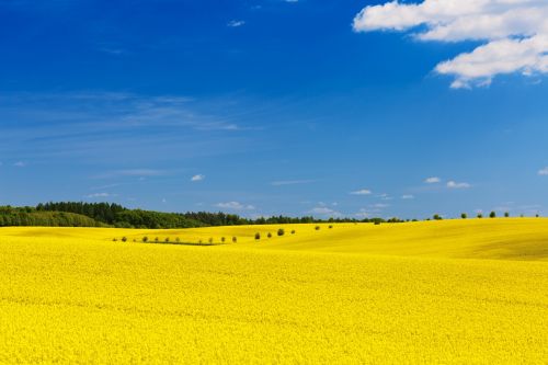 Yellow Field