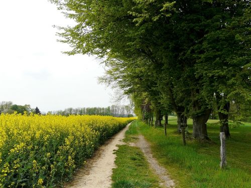 yellow field trees landscape