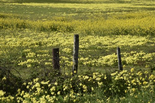 Yellow Field And A Fence