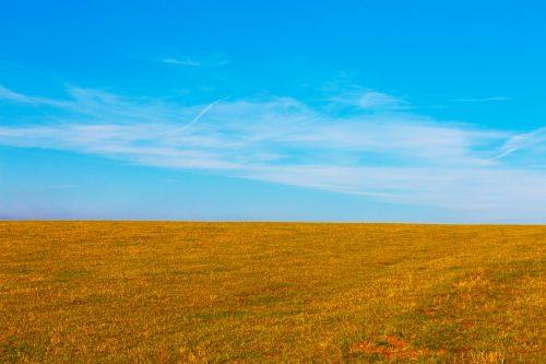 Yellow Field And Blue Sky