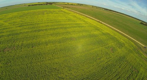 Yellow Field