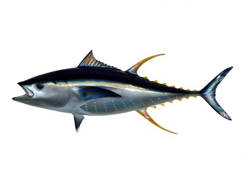 yellow fin tuna fish
