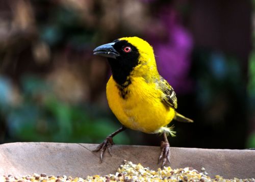 yellow finch bird nature