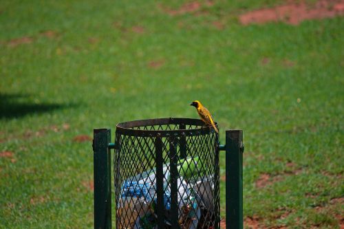 Yellow Finch On Trash Can