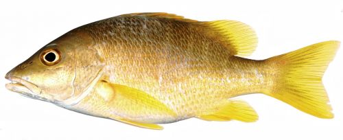 yellow fish snapper yellow fin fish