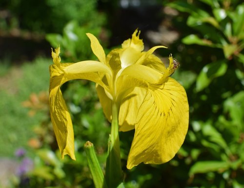 yellow flag isis  iris  spider