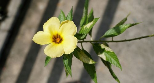 yellow flax  reinwardtia  flower