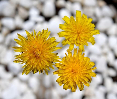 Yellow Floating Flowers