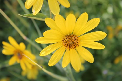 yellow flower garden botanical