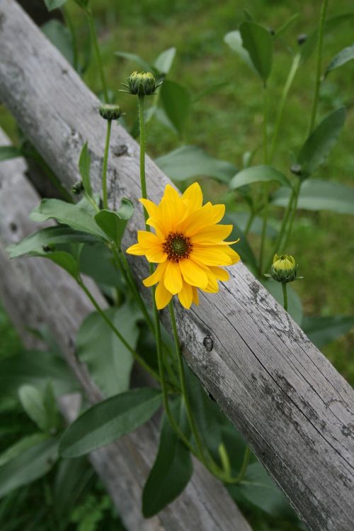 yellow flower field fence