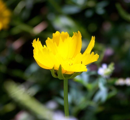 Yellow Flower