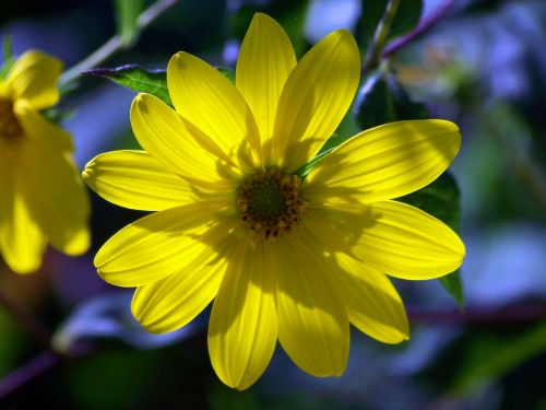 Yellow Flower