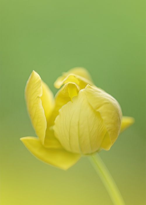 yellow flower flower s