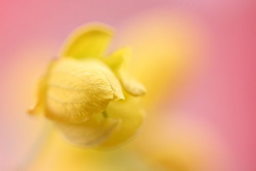 yellow flower flower yellow