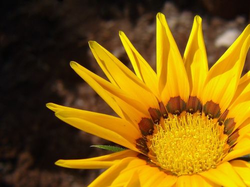 yellow flower flower yellow