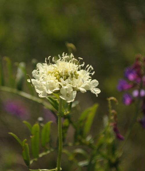 Yellow Flower