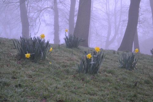 yellow flower foggy fog