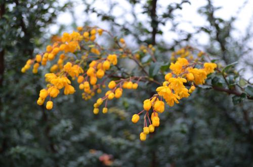 Yellow Flower