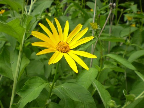 Yellow Flower