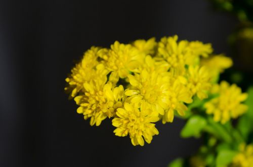 Yellow Flower