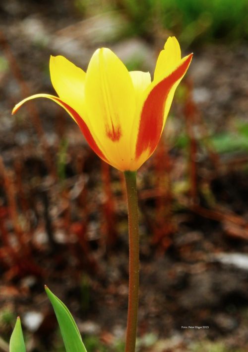 Yellow Flower