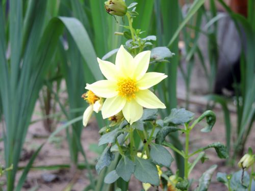 Yellow Flower