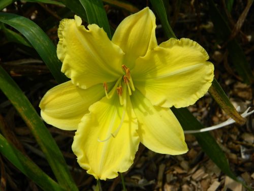 Yellow Flower