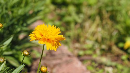 yellow flower blooming flowers spring flower