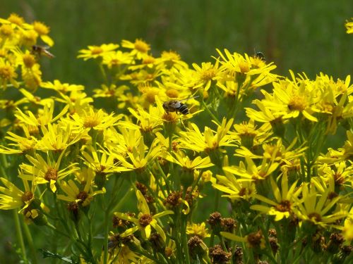 yellow flower flowers spring