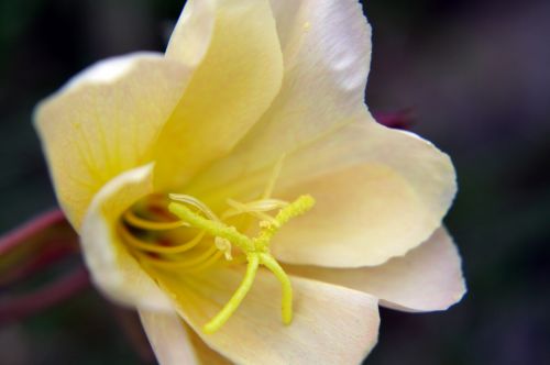 Yellow Flower