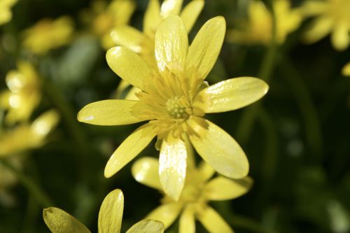 yellow flower buttercup spring