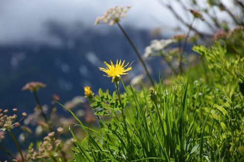 yellow flower mountain flowers alpine flower