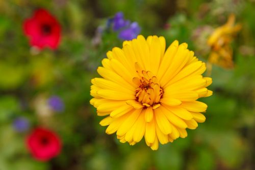 Yellow Flower