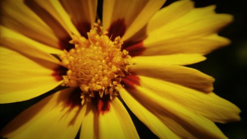 yellow flower plant spring