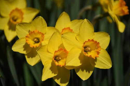 narcissus yellow flower daffodil