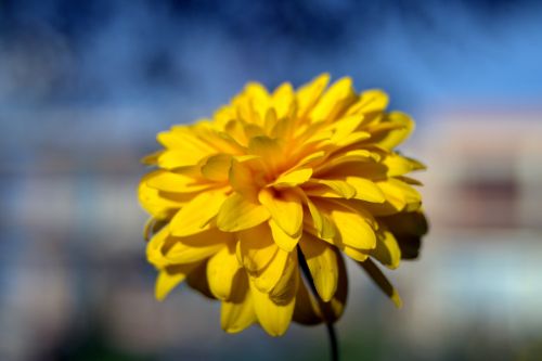 yellow flower flower bile