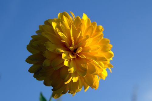 yellow flower flower bile