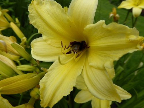 yellow flower lily garden