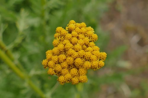 yellow flower plant blossom