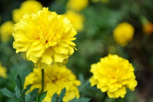 yellow flower flowers garden flowers