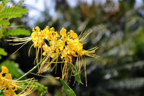 yellow flower flower flowers