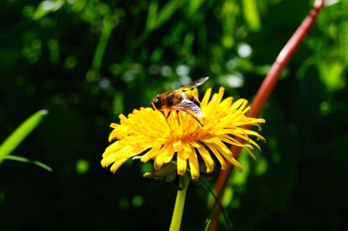 yellow flower bee dandelion