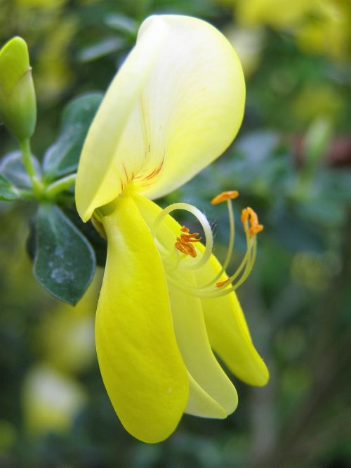 yellow flower flower nature