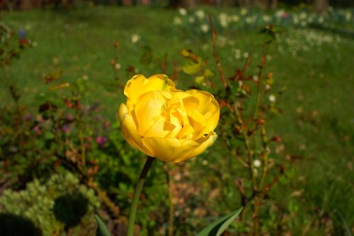 yellow flower garden tulip