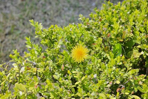 yellow flower grass greenness