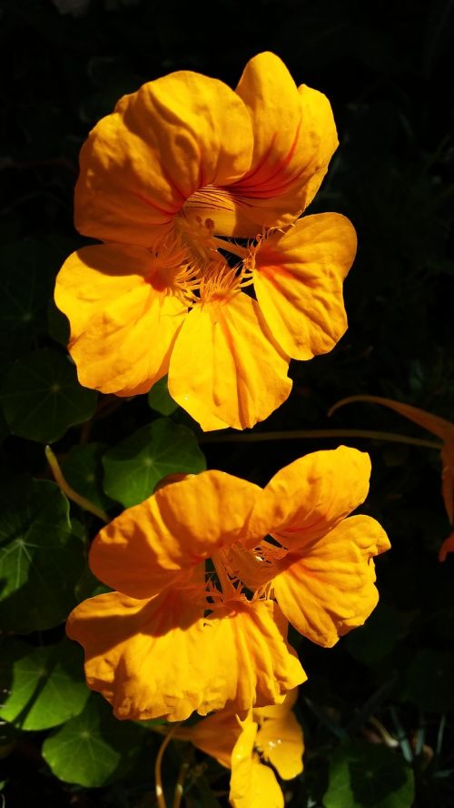 yellow flower nasturtium flowers
