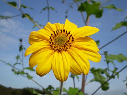 yellow flower tomorrow field