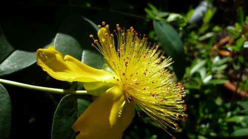yellow flower bizarre german garden plant