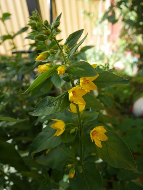 yellow flower flower blossom