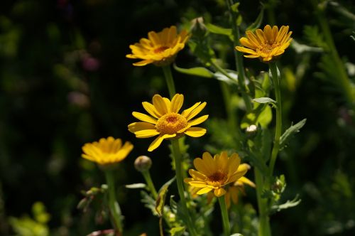 yellow flower meadow pointed flower